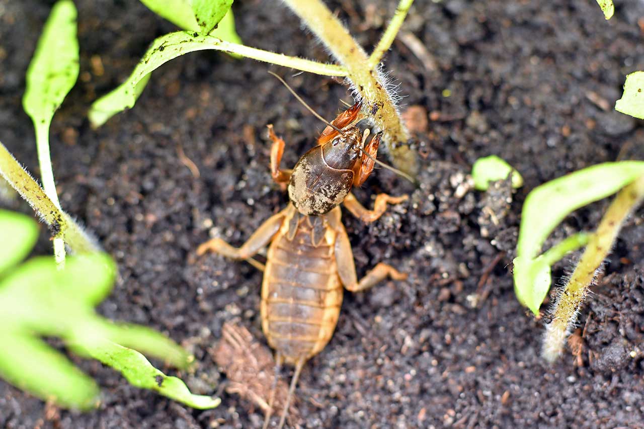 Mole Cricket Insect