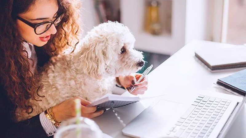 Working From Home With Pets