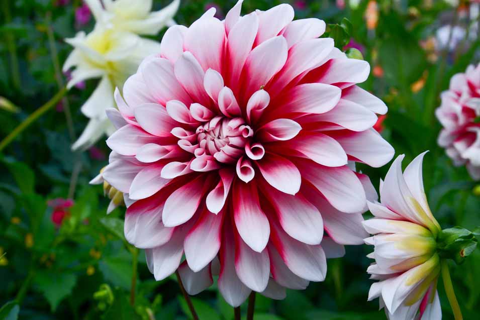 Dahlia flower