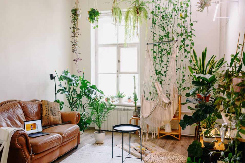 The benefits of a living wall at home